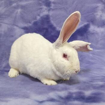 Chester -  New Zealand Rabbit for Adoption in Antioch, California - Chester | PetCurious