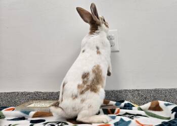 English Spot Rabbits Available for Adoption - Icicle | PetCurious