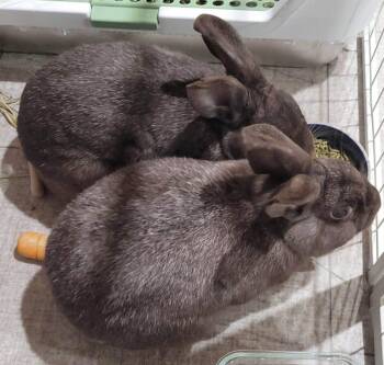 Sparkler and Roman Candle -  New Zealand Rabbit for Adoption in Saint Charles, Missouri - Sparkler And Roman Candle | PetCurious