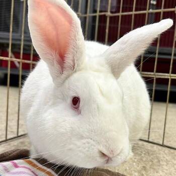 Roger -- Bonded Buddy With Lylla -  English Spot Rabbit for Adoption in Des Moines, Iowa - Roger -- Bonded Buddy With Lylla | PetCurious