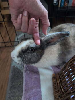 Rescue Harlequin and Dutch Rabbits for Adoption in Wekiwa Springs, Florida - Panko | PetCurious