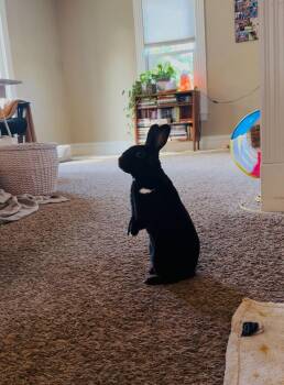 Rescue Mini Rex Rabbits for Adoption in Campton Hills, Illinois - Alexis | PetCurious