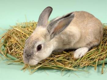 URANUS -  Bunny Rabbit Rabbit for Adoption in Fort Lauderdale, Florida - URANUS | PetCurious