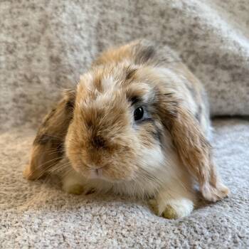 Sharknado -  Holland Lop Rabbit for Adoption in Saint Charles, Missouri - Sharknado | PetCurious