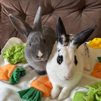 Rescue Satin and English Spot Rabbits for Adoption in Rock Hall, Maryland - Lorenzo And Lucas | PetCurious