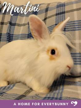 Rescue Lionhead Rabbits for Adoption in Ankeny, Iowa - Martini | PetCurious