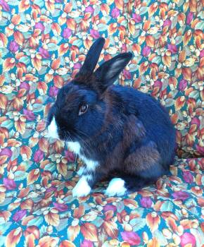 Grant -  Dutch Rabbit for Adoption in Goleta, California - Grant | PetCurious
