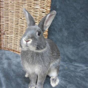 Java -  Bunny Rabbit Rabbit for Adoption in Wilmington, Delaware - Java | PetCurious