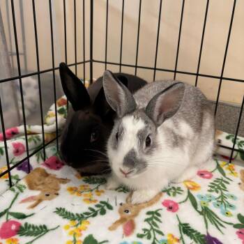 Bunny Rabbit Rabbits Available for Adoption - Chrysalis | PetCurious