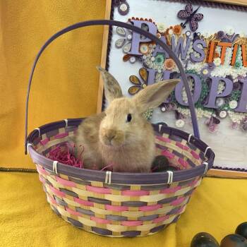 Bunny Rabbit Rabbits Available for Adoption in North Canton, Ohio - Moe | PetCurious