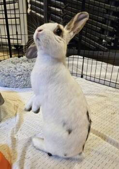 Petal -  English Lop and Lionhead Rabbit for Adoption in Quakertown, Pennsylvania - Petal | PetCurious