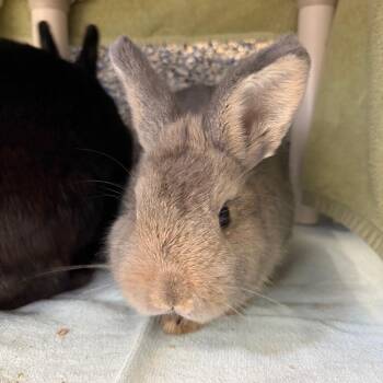 Almond -  Bunny Rabbit Rabbit for Adoption in Fairport, New York - Almond | PetCurious