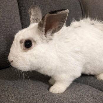 Reagan -  Dwarf Rabbit for Adoption in Wekiwa Springs, Florida - Reagan | PetCurious