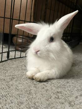 Angelo -  Lionhead Rabbit for Adoption in Los Angeles, California - Angelo | PetCurious