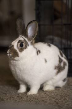 English Spot Rabbits Available for Adoption - Pecan | PetCurious