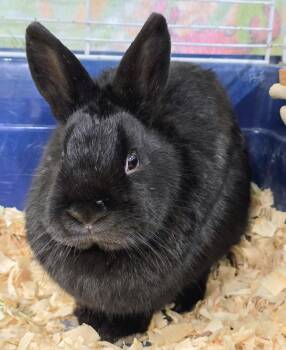 Dwarf Rabbits Available for Adoption - #72 Love | PetCurious