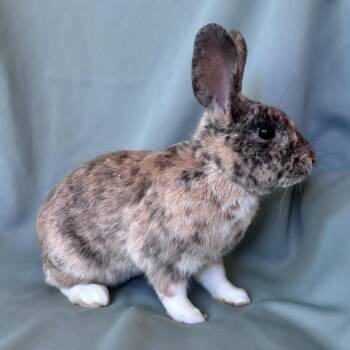 Gideon -  Harlequin Rabbit for Adoption in Columbia, Maryland - Gideon | PetCurious