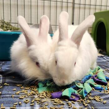 Snowball -  Lionhead and Bunny Rabbit Rabbit for Adoption in Murray, Utah - Snowball | PetCurious