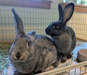 Rescue Silver and Silver Marten Rabbits for Adoption in Bellingham, Washington - Neil Armstrong And Sally Ride | PetCurious