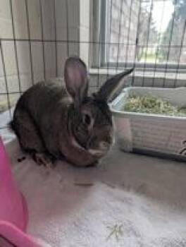 American Rabbits Available for Adoption in Whitby, Ontario - Thumper | PetCurious