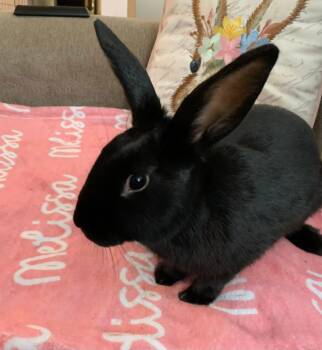 New Zealand Rabbits Available for Adoption in Saint Charles, Missouri - Valentines Day  | PetCurious