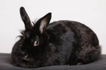 Rescue American Rabbits for Adoption in Pflugerville, Texas - Shisha | PetCurious