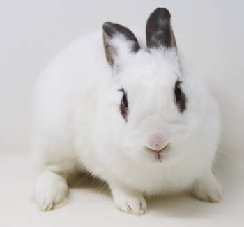 Mocha is simply poofy magic - sweet bun -  English Spot Rabbit for Adoption in Bedford Hills, New York - Mocha Is Simply Poofy Magic - Sweet Bun | PetCurious