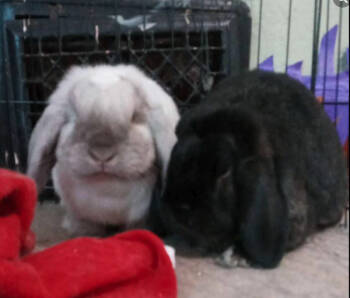 Rescue Holland Lop Rabbits for Adoption in Kalamazoo, Michigan - Seiji | PetCurious