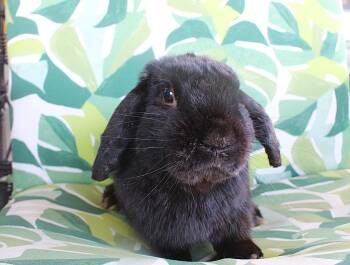 Lop Eared Rabbits Available for Adoption - Booker | PetCurious
