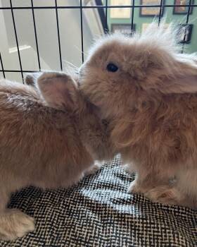 Copy and Paste -  Lionhead Rabbit for Adoption in Houston, Texas - Copy And Paste | PetCurious