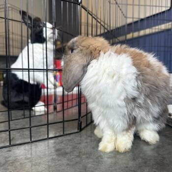 Charlie -  American Fuzzy Lop Rabbit for Adoption in Pittsburgh, Pennsylvania - Charlie | PetCurious