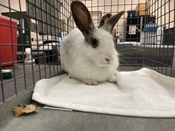 SNOW -  Bunny Rabbit Rabbit for Adoption in Thousand Palms, California - SNOW | PetCurious