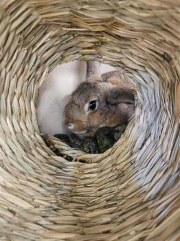 Rescue Rex Rabbits for Adoption in Bellevue, Washington - Sierra | PetCurious