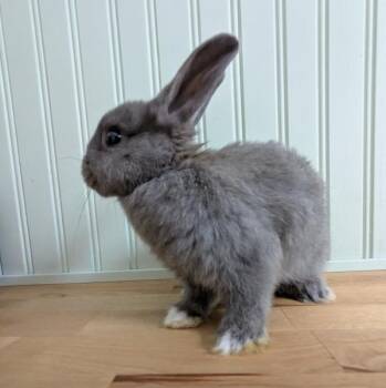 Parsley -  Dutch and Netherland Dwarf Rabbit for Adoption in Kalamazoo, Michigan - Parsley | PetCurious
