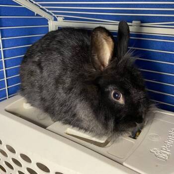 Felix -  Lionhead Rabbit for Adoption in Roanoke, Virginia - Felix | PetCurious