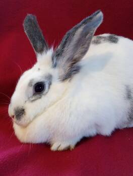 Rescue Rhinelander and Lionhead Rabbits for Adoption in Goleta, California - Mz. Peach | PetCurious