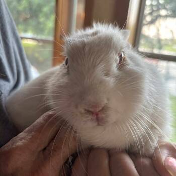 Rescue Florida White Rabbits for Adoption in Hilliard, Florida - Lucky Star | PetCurious