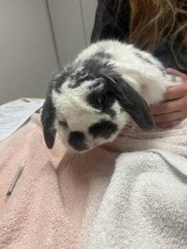 Holland Lop and Lop Eared Rabbits Available for Adoption in Sacramento, California - Sage | PetCurious