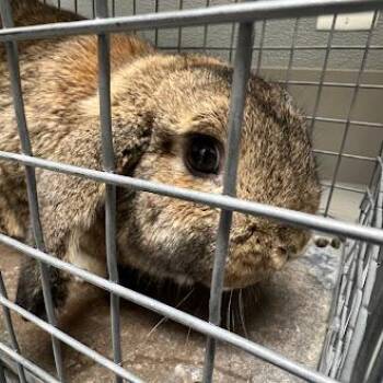 Bunny Rabbit Rabbits Available for Adoption in Las Vegas, Nevada - STEFAN | PetCurious