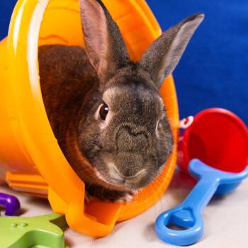 Swayze -  Bunny Rabbit Rabbit for Adoption in Wilmington, Delaware - Swayze | PetCurious