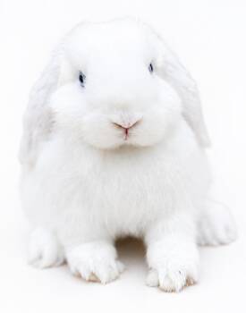 Emily is the most precious baby bun around - so sweet -  Lop Eared and Holland Lop Rabbit for Adoption in Bedford Hills, New York - Emily Is The Most Precious Baby Bun Around - So Sweet | PetCurious