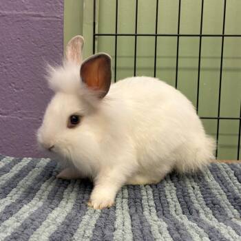 Crookshanks -  Lionhead and Mini Lop Rabbit for Adoption in Providence, Rhode Island - Crookshanks | PetCurious