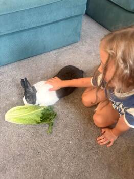 Snoop Dog -  Dutch Rabbit for Adoption in Saint Charles, Missouri - Snoop Dog | PetCurious
