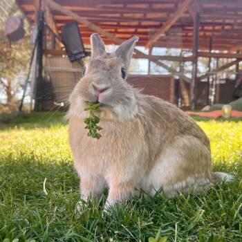 Rescue American Rabbits for Adoption in Kanab, Utah - Ostara | PetCurious