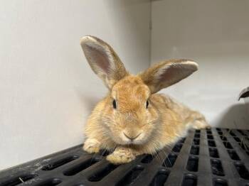 Lava Girl / Shark Boy -  Cinnamon Rabbit for Adoption in Pflugerville, Texas - Lava Girl / Shark Boy | PetCurious