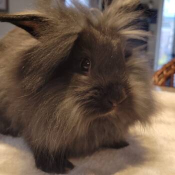 Rescue Lionhead and Beveren Rabbits for Adoption in Portland, Oregon - Milo (bonded To Luna) | PetCurious