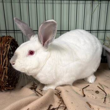 Californian Rabbits Available for Adoption in Kennesaw, Georgia - Augie | PetCurious