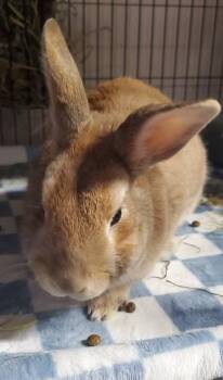 Keyo (Kee-you) -  Bunny Rabbit Rabbit for Adoption - Keyo (Kee-you) | PetCurious