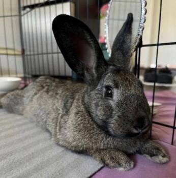 Chestnut -  Dutch Rabbit for Adoption in Santa Cruz, California - Chestnut | PetCurious