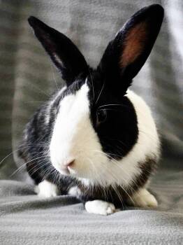 Po -  Dutch Rabbit for Adoption in San Antonio, Texas - Po | PetCurious
